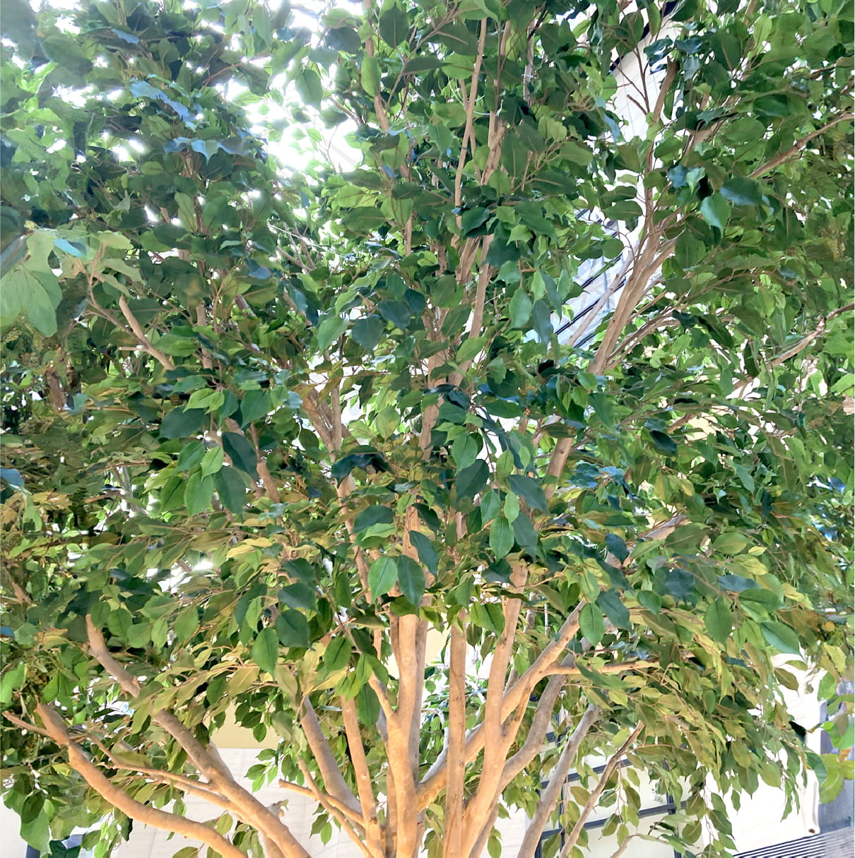 屋内に設置された大きな観葉植物のクローズアップ